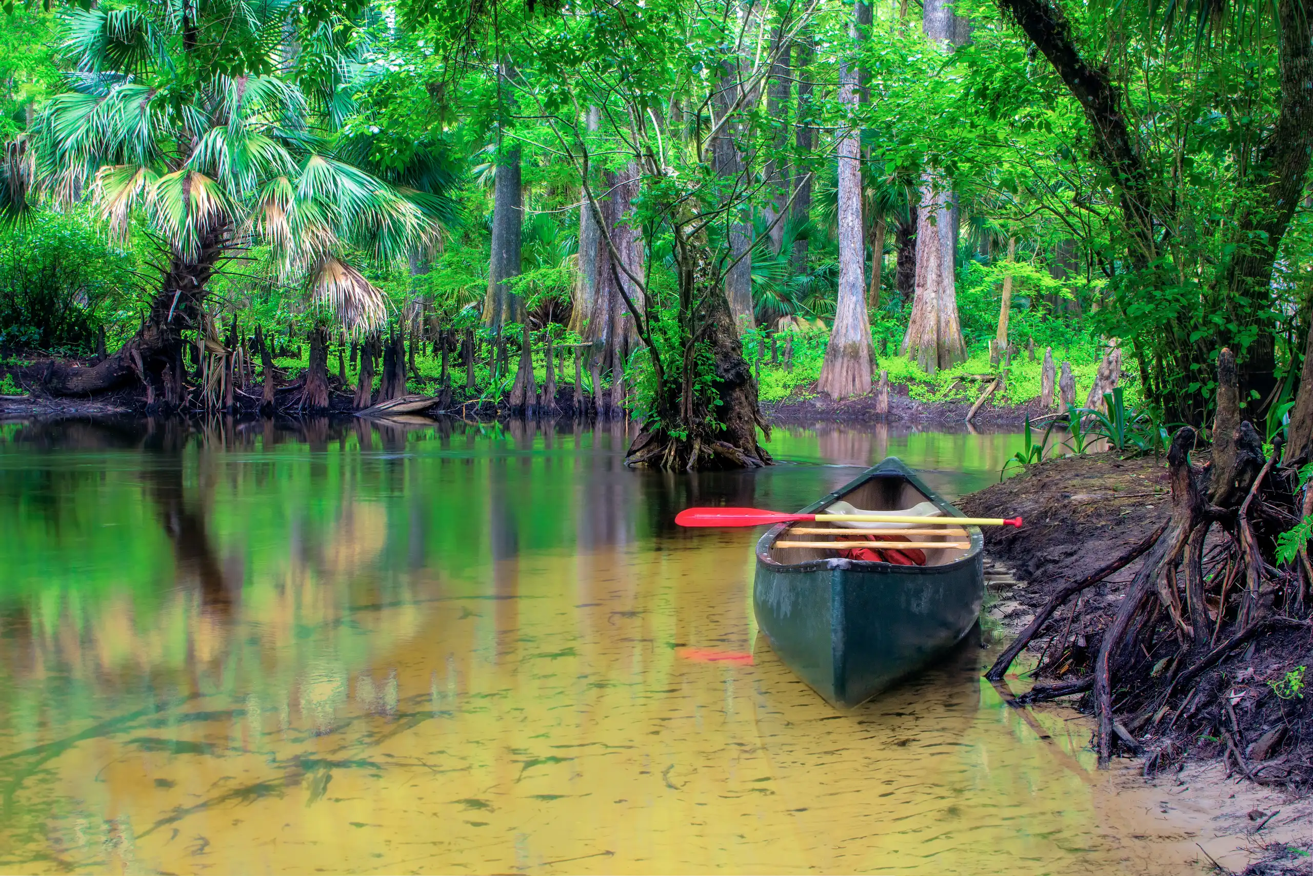 Long before modern Jupiter developed around roads, neighborhoods, marinas, and shopping areas, Indigenous people had lived in and cared for this landscape for thousands of years. Later, pioneer families also settled along the Loxahatchee and became part of the early Jupiter community. Farther along the river, Jonathan Dickinson State Park preserves another chapter of the area’s history. Trapper Nelson, later known as the “Wildman of the Loxahatchee,” came to the upper river in the early 1930s. He lived off the land, trapped and traded furs, and eventually turned his homestead into a well-known local attraction.