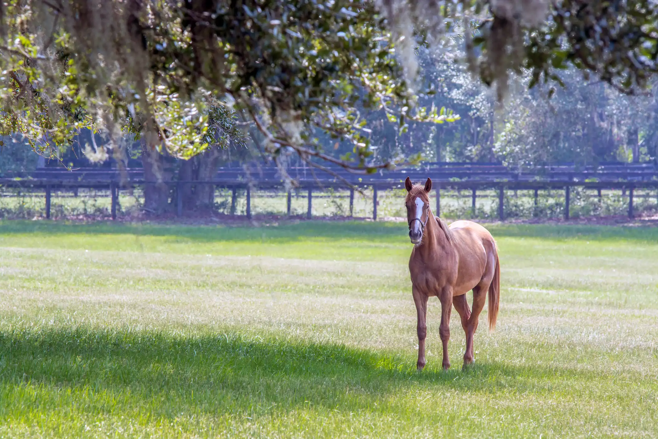Jupiter or Wellington? Choosing the Equestrian Lifestyle That Fits You Best