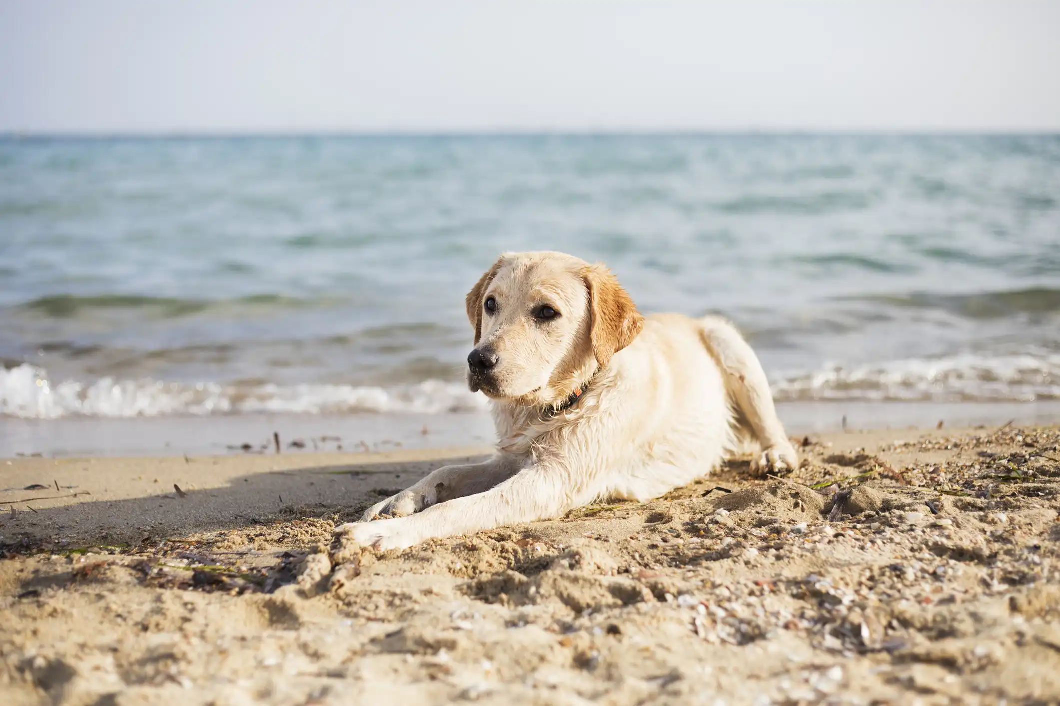 Jupiter’s Dog-Friendly Beach: One of the Little Things Locals Love Most