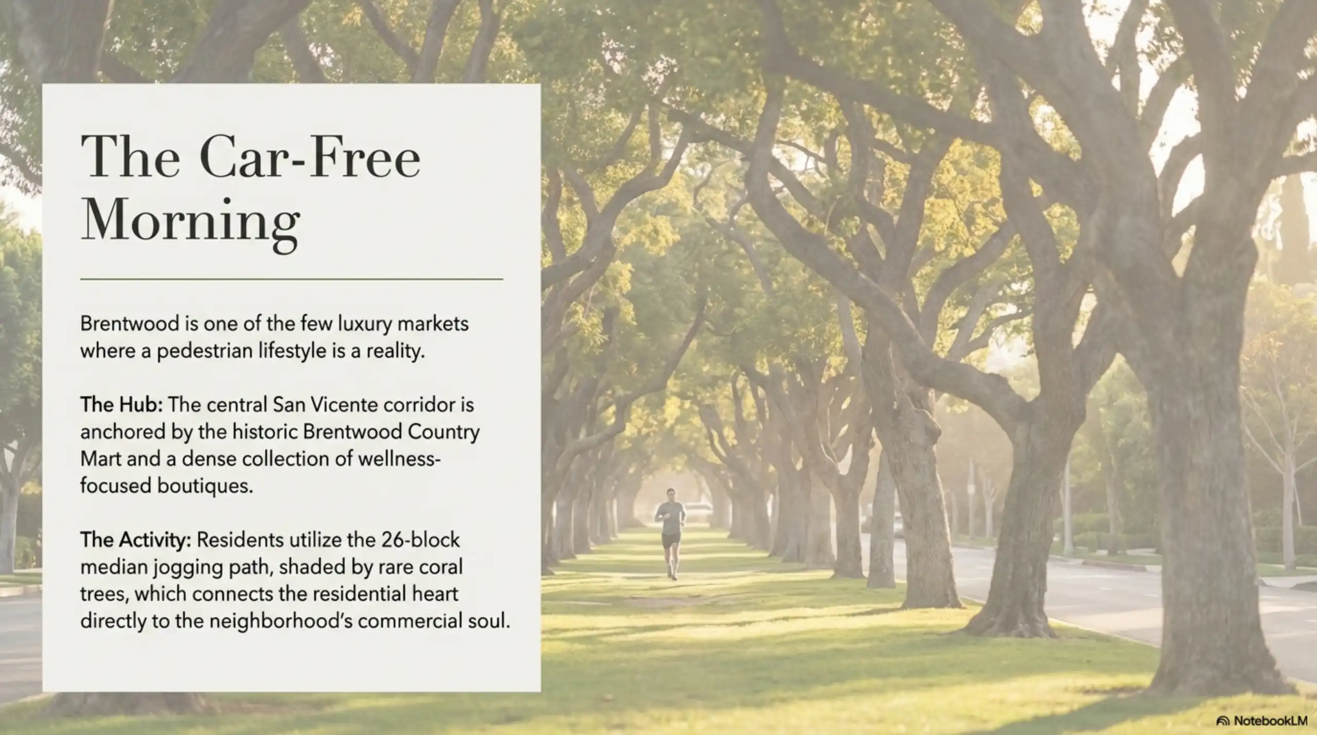 A runner on the San Vicente Boulevard median jogging path lined with coral trees in Brentwood.