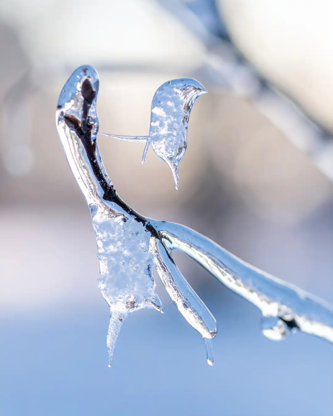 Winter Storm After-Care: Staying Safe After Nashville’s Ice Storm