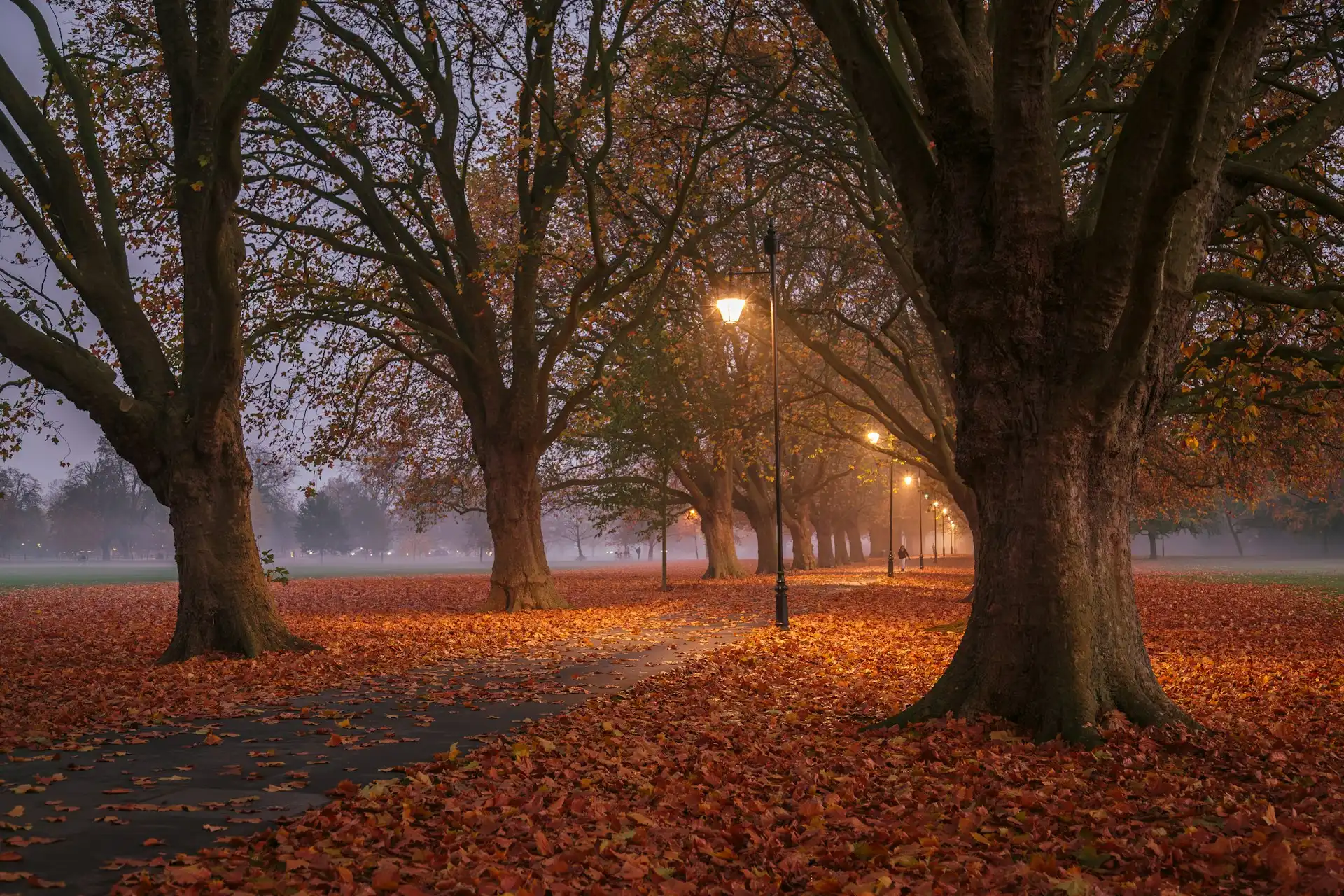 Autumn trees and fallen leaves along a lamp-lit park path