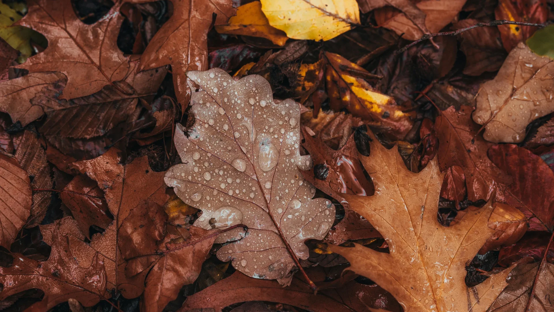 Wet autumn oak leaves covered in raindrops, setting the scene for the best things to do in Nashville, TN in November 2026