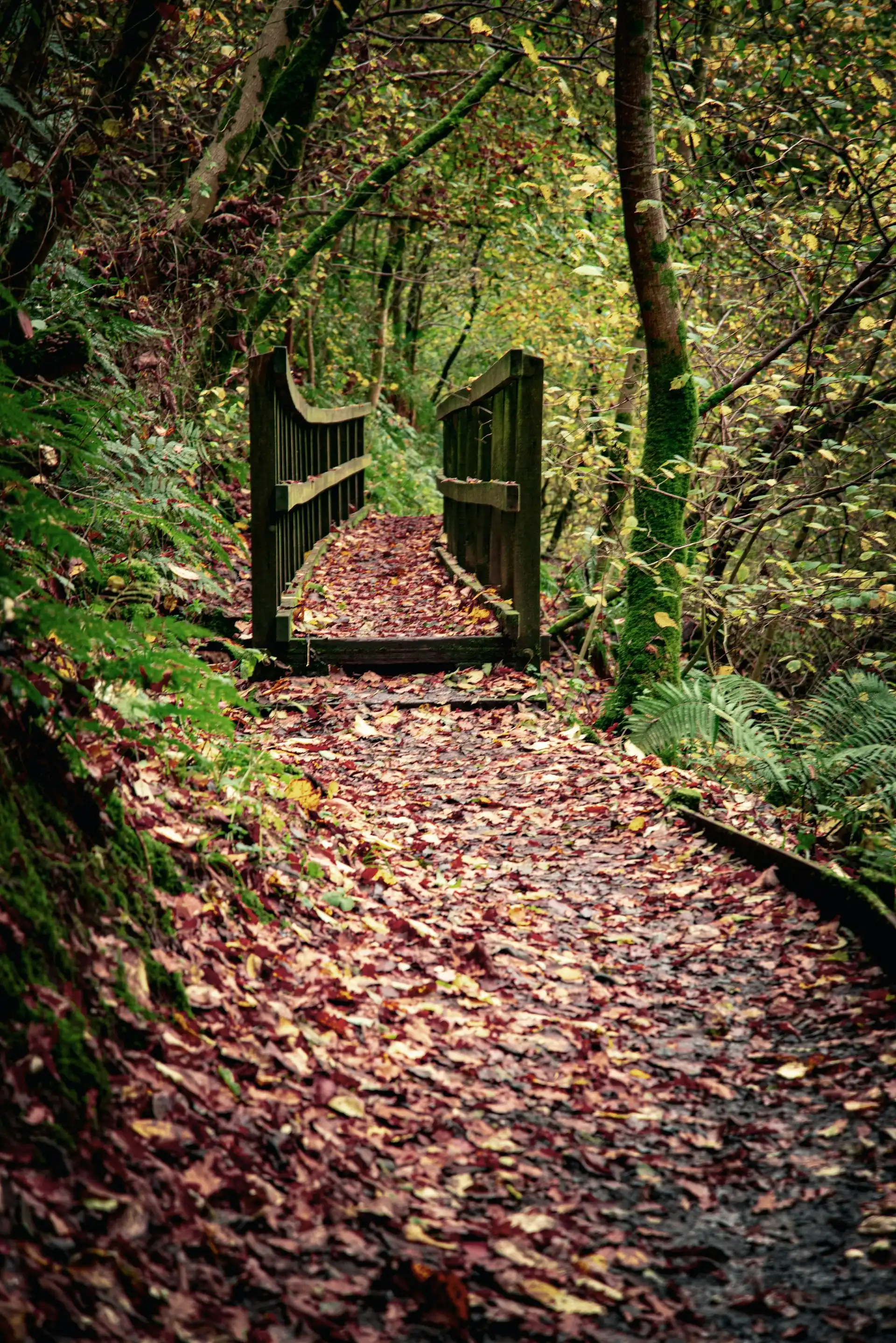 A wooded trail covered in fall leaves