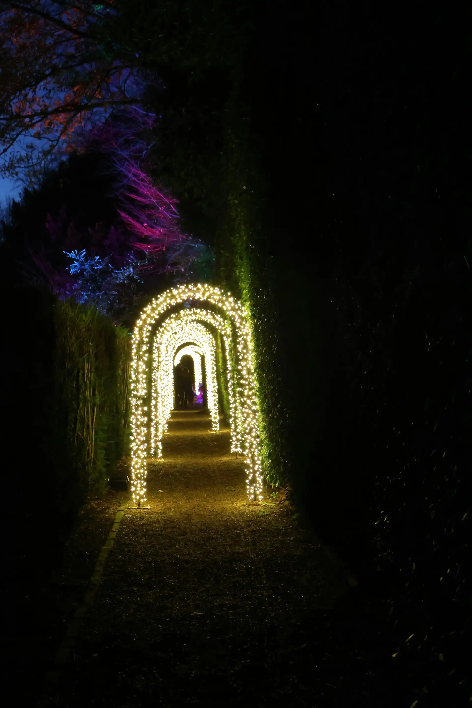 An illuminated archway of holiday lights over a garden path at night