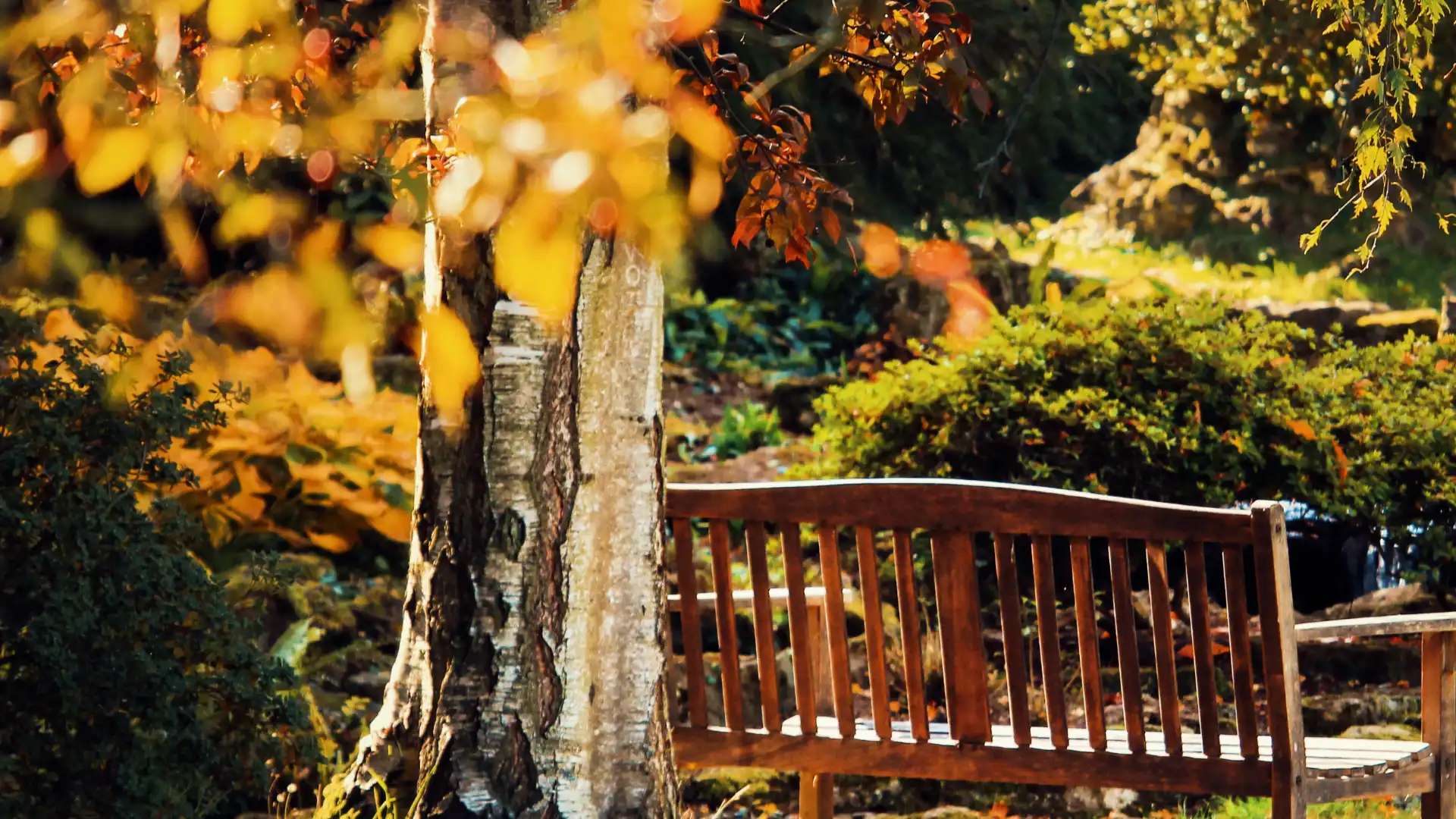 Fall foliage tree with red and orange leaves against a blue sky with Six1Five Living Lifestyle branding and September in Nashville What to do this month text overlay