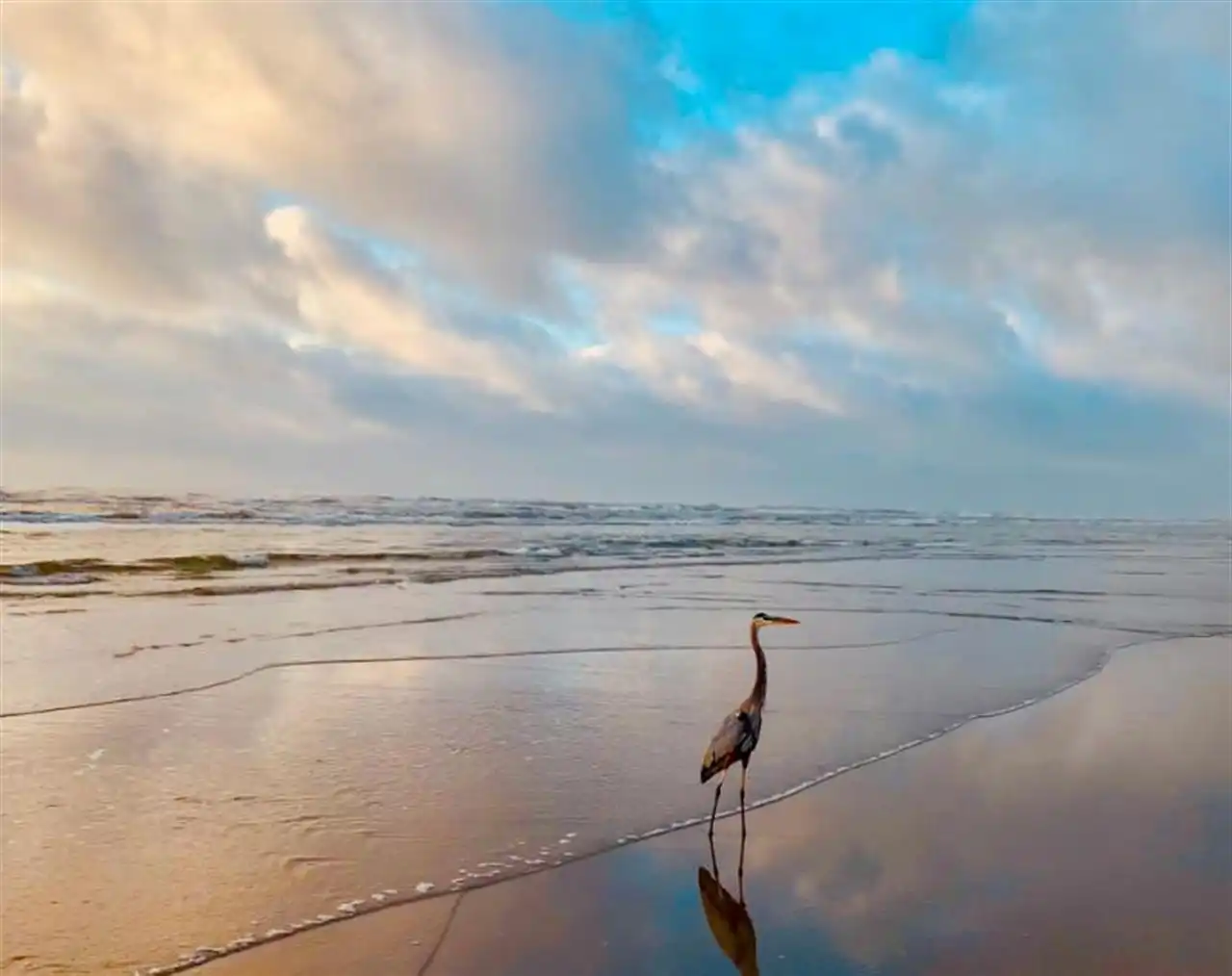 bird on shore