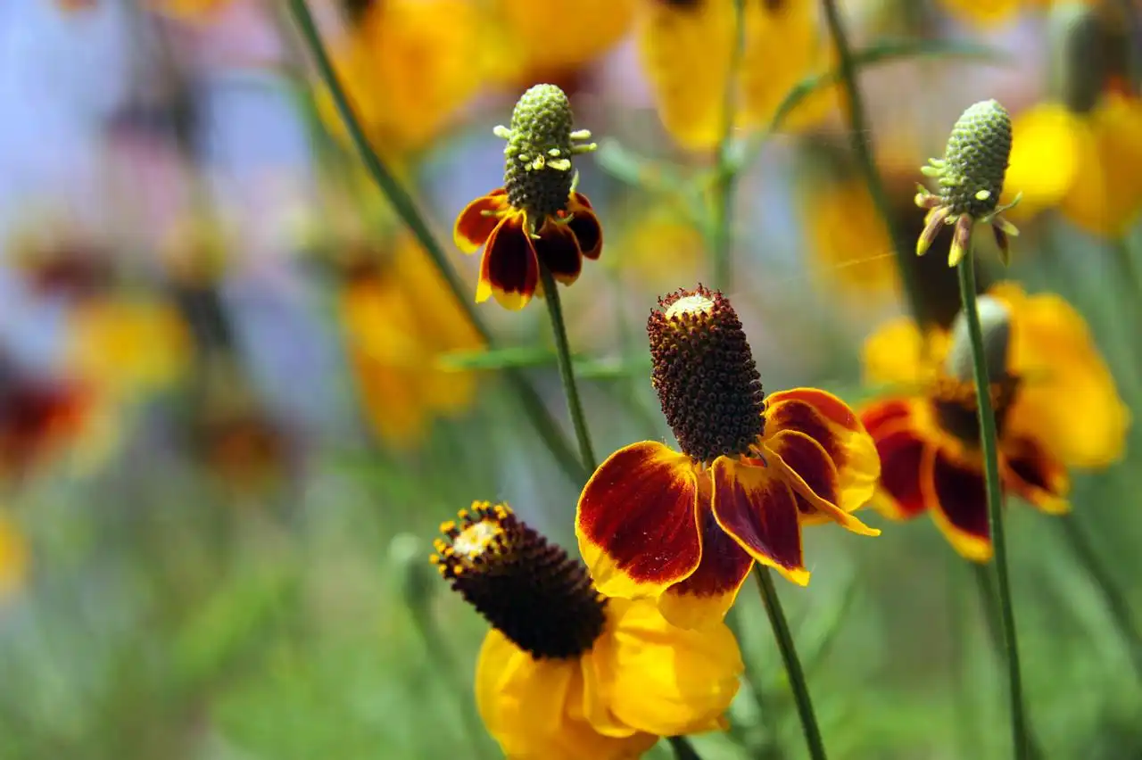 shutterstock_711900094mexican hat flower