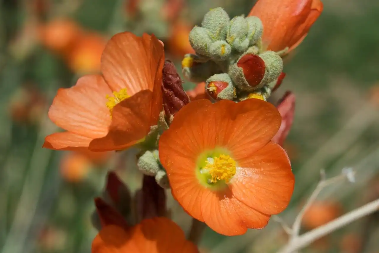 globe mallow shutterstock