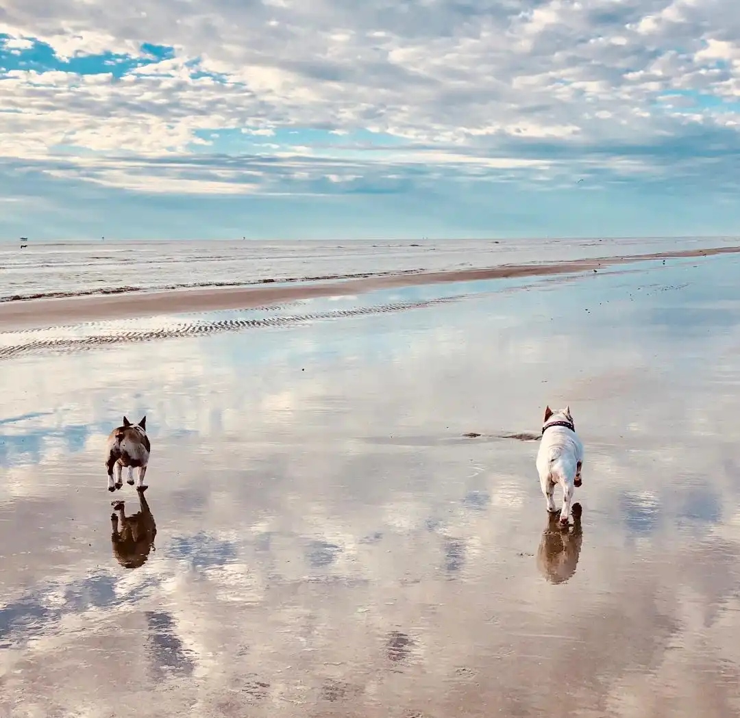 jodi peters dogs at cinnamon shore