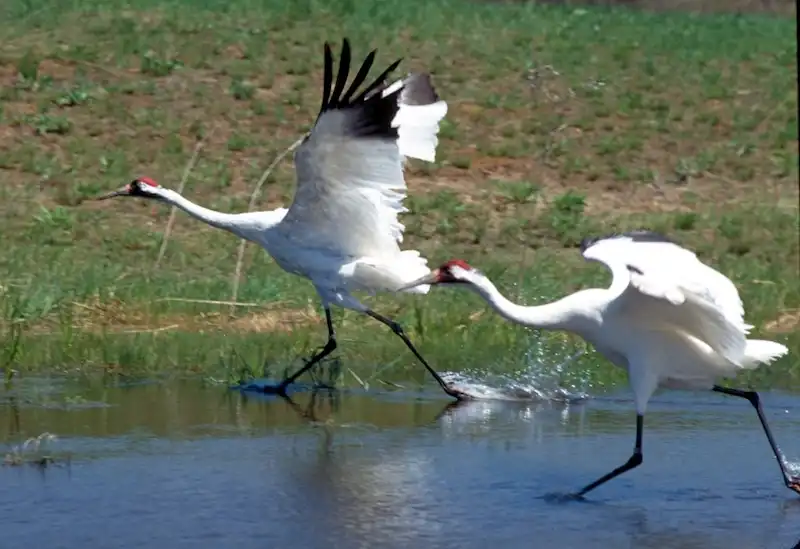 whooping crane cinnamon shore 