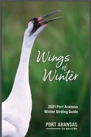 cinnamon shore birding blog guide cover